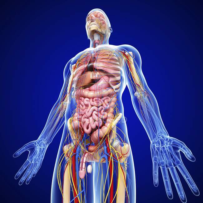 Чоловіча анатомія з тканинами і системами — стокове фото