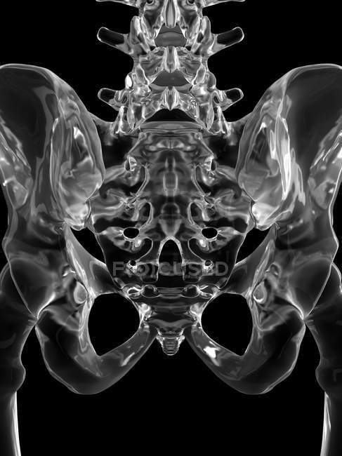 Menschliche Beckenknochen — Stockfoto