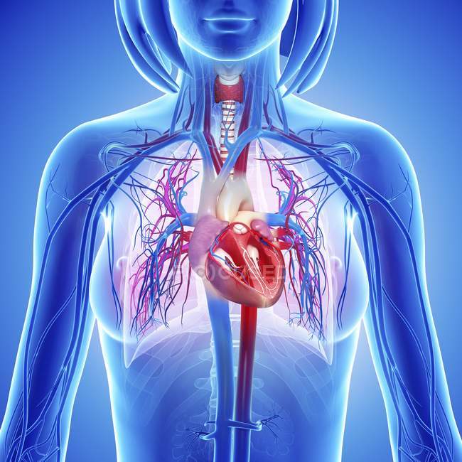 Sistema cardiovascular y vasos sanguíneos - foto de stock