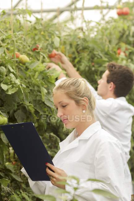 Cientistas examinando tomates que crescem em plantas . — Fotografia de Stock