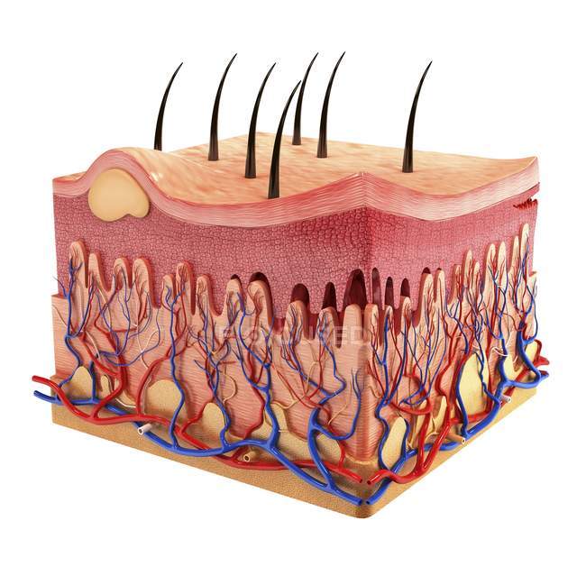 Skin anatomy showing tissue stratification — dermatology, human hair -  Stock Photo | #160217554