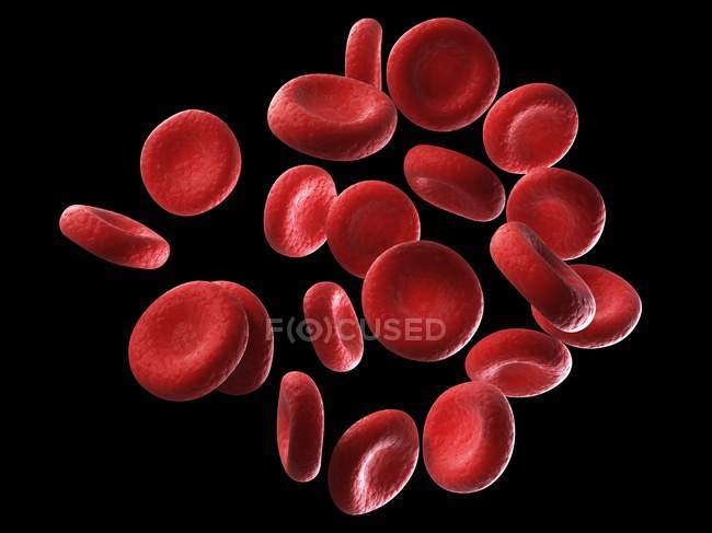 Нормальний червоних кров'яних тілець — стокове фото