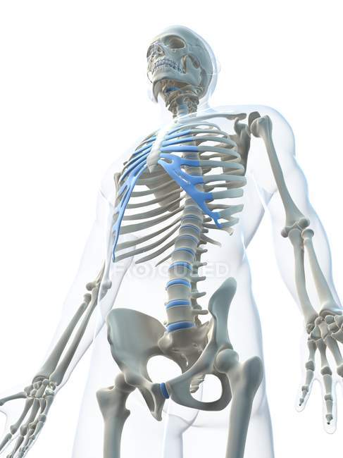 Vista dello scheletro maschile — Foto stock