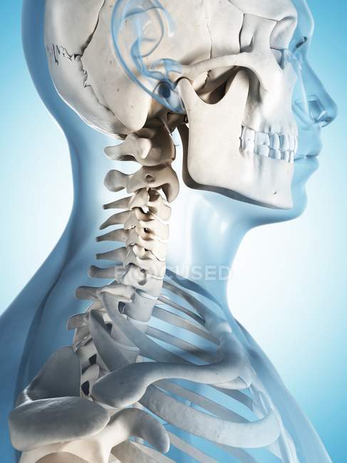 Structure du cou et du crâne — Photo de stock