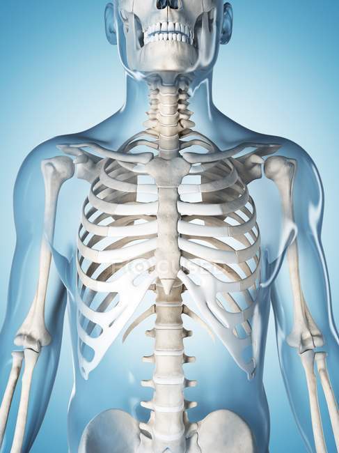 Skelettsystem des Menschen — Stockfoto