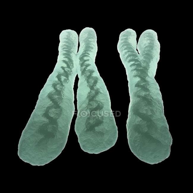 Звичайні хромосоми X та y — стокове фото