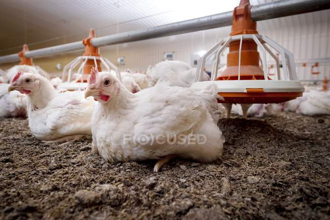Hühner sitzen auf dem Stallboden — Stockfoto