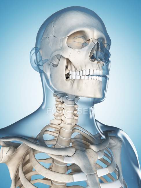 Os du crâne et du cou — Photo de stock