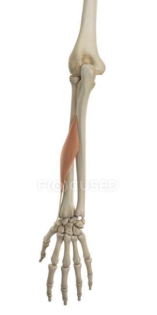 Estructura ósea del brazo inferior y anatomía funcional - foto de stock