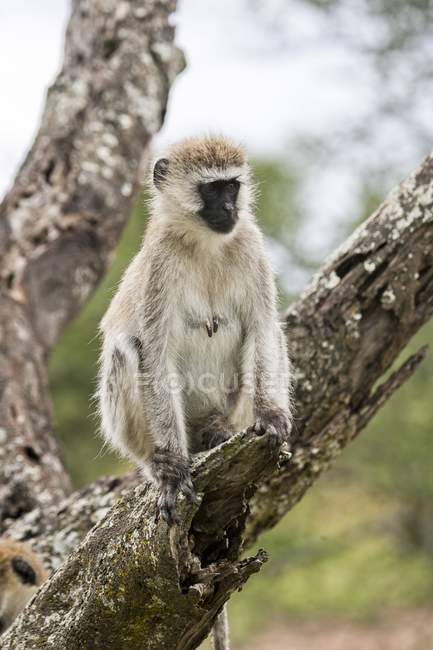 Гриве обезьяна сидит на ветке дерева . — стоковое фото