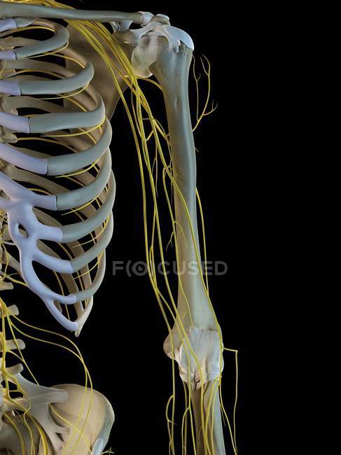 Sistema nervioso de la parte superior del cuerpo - foto de stock