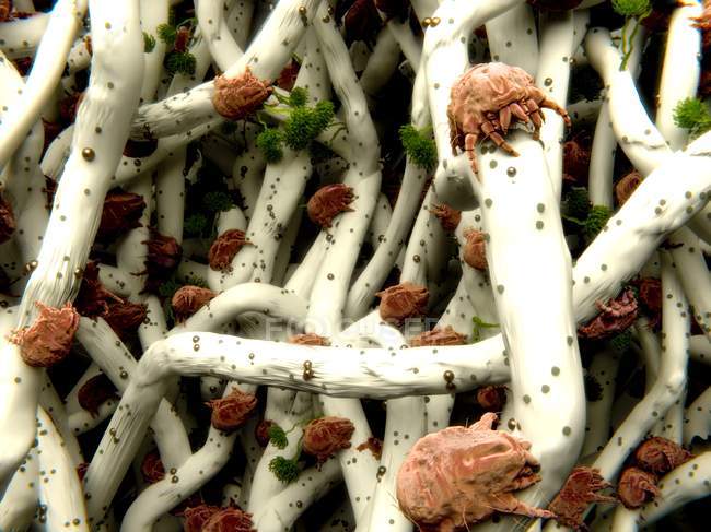 Dust mites on cotton strands — Stock Photo