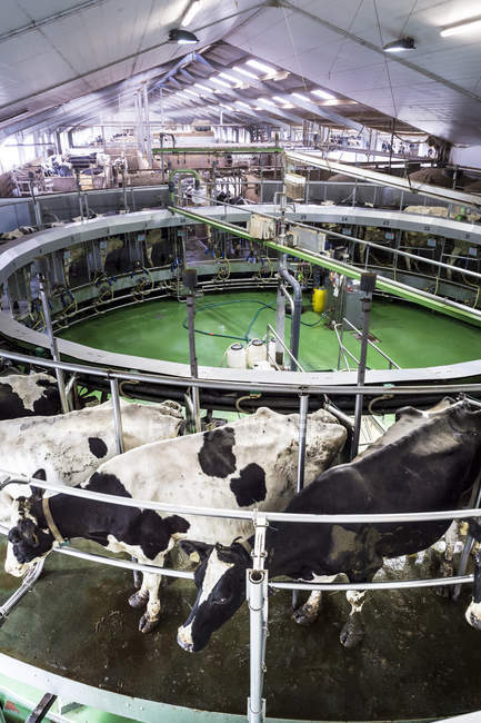 Vacas lecheras en el establo de ordeño . - foto de stock