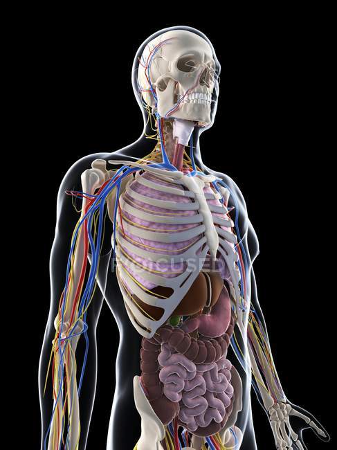Anatomie humaine mettant l'accent sur le haut du corps — Photo de stock