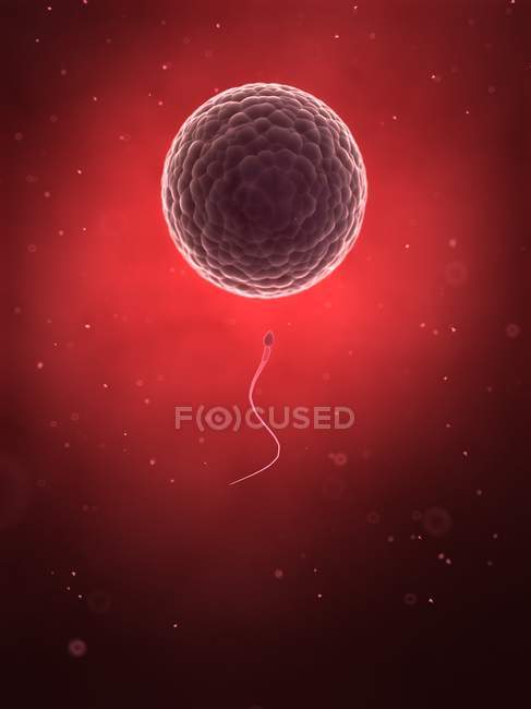 Esperma humano acercándose óvulo - foto de stock