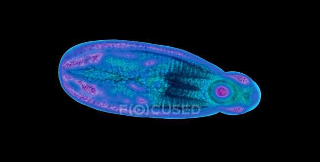 Незрелый паразитический трематод — стоковое фото