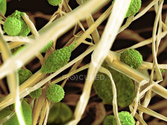 Pilzzellen und Sporangien — Stockfoto