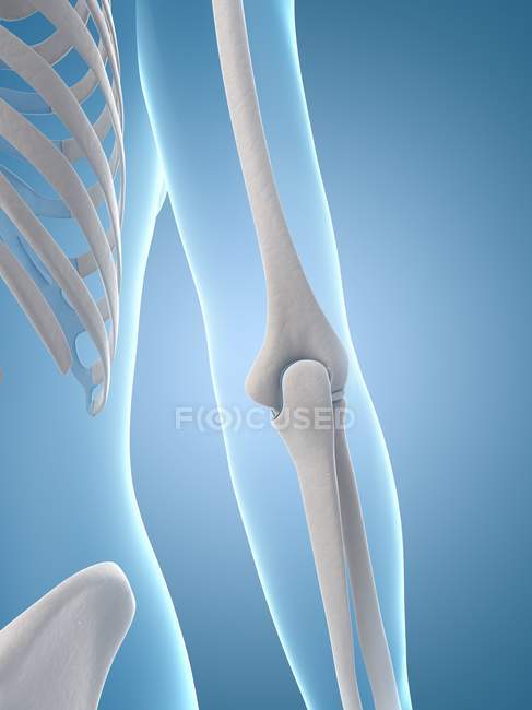 Human elbow joint — Stock Photo