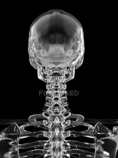 Вид ззаду людського черепа — стокове фото