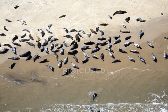 Aerial view of seals resting on sandbank of Scroby Sands, England. — Stock Photo