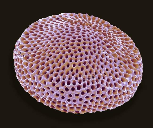 Shell of a radiolarian — Stock Photo