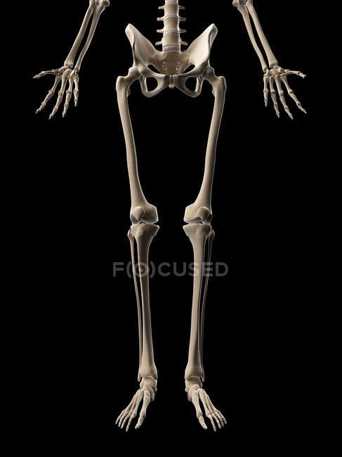 Ossos das pernas humanas — Fotografia de Stock