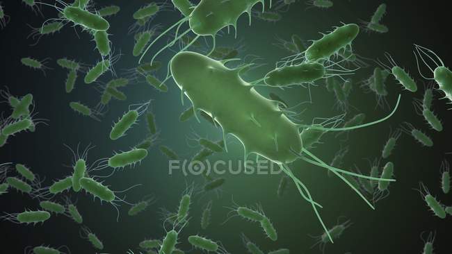 Bactérias em forma de bastonete — Fotografia de Stock