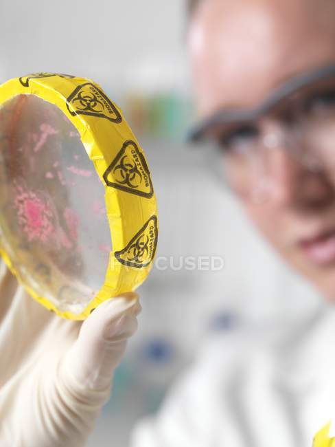 Científica examinando cultivos en placas de Petri . - foto de stock