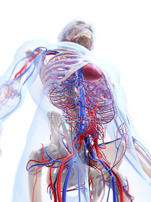 Vista del sistema vascular masculino - foto de stock
