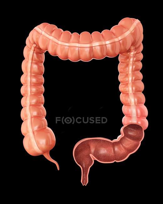 Sección transversal del intestino grueso normal - foto de stock