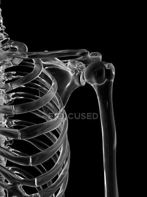 Articulação do ombro humano — Fotografia de Stock