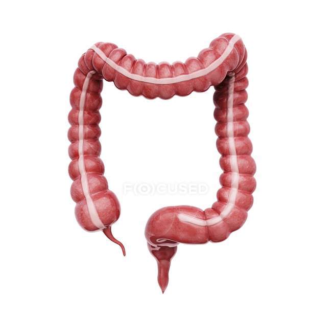 Anatomía del intestino grueso normal - foto de stock