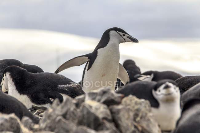 Gruppo di pinguini sottogola su rocce
. — Foto stock