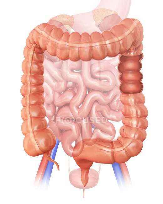 Sección transversal del intestino grueso - foto de stock