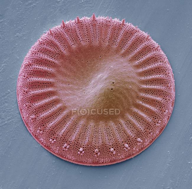 Diatomée simple d'eau douce — Photo de stock