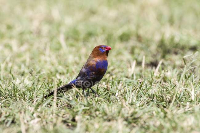 Uccello granatiere viola sull'erba in Tanzania . — Foto stock