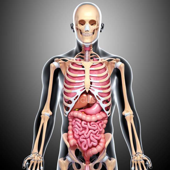 Сосудистая система с основными венами и артериями — стоковое фото