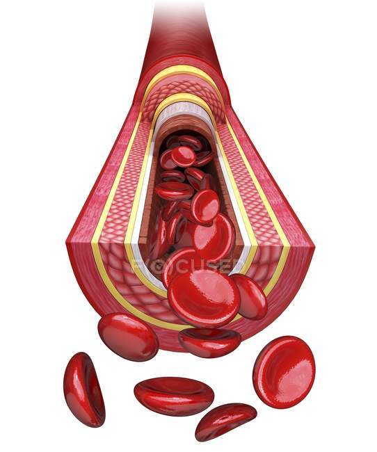 Людського артерії демонструє стінки артерії і кров — стокове фото