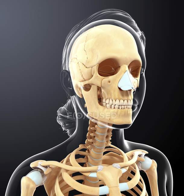 Ossa del cranio e cartilagine — Foto stock