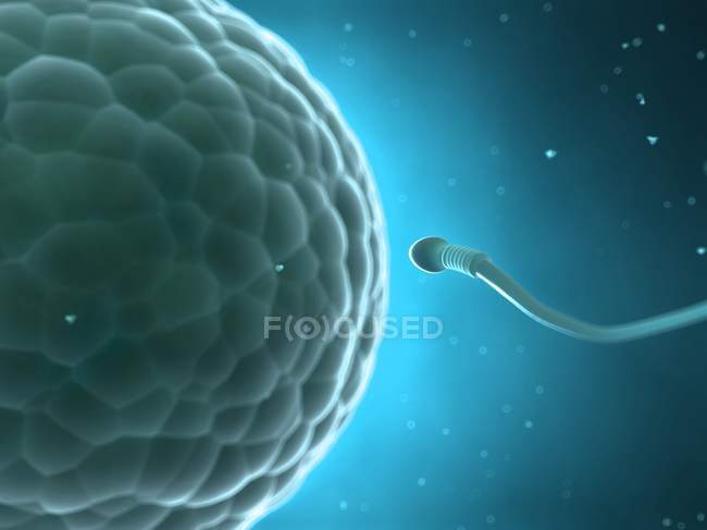 Human sperm approaching egg cell — Stock Photo