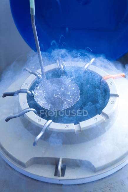 Stockage cryogénique d'ovules humains pour la fécondation in vitro  . — Photo de stock