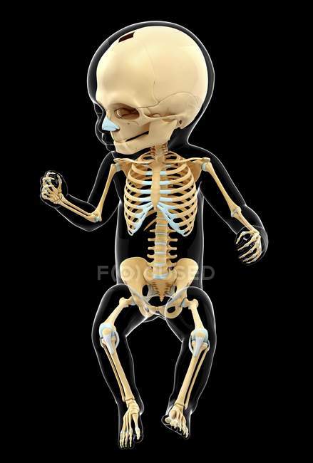 Skelettsystem von Säuglingen — Stockfoto