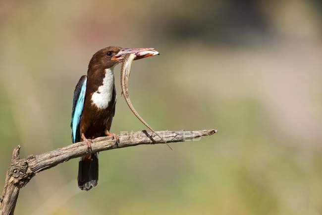 Kingfisher com lagarto no bico — Fotografia de Stock