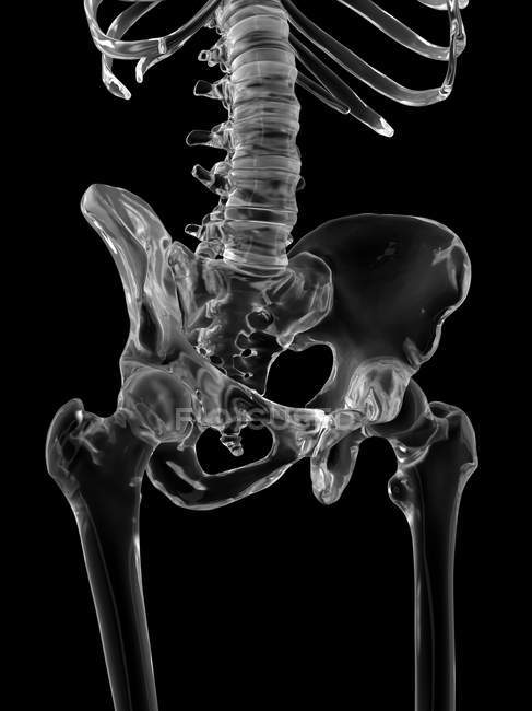 Huesos de pelvis humana - foto de stock