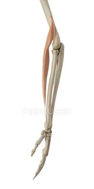 Структурна анатомія нижньої руки — стокове фото