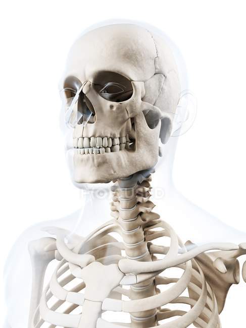 Huesos humanos del cráneo - foto de stock