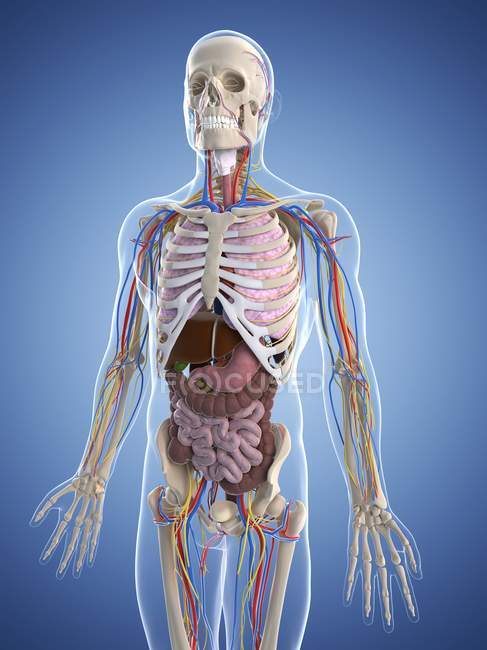 Anatomie masculine avec tissus et systèmes — Photo de stock