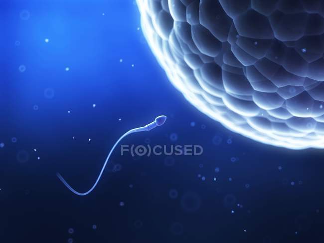 Spermatozoïdes humains approchant ovule — Photo de stock