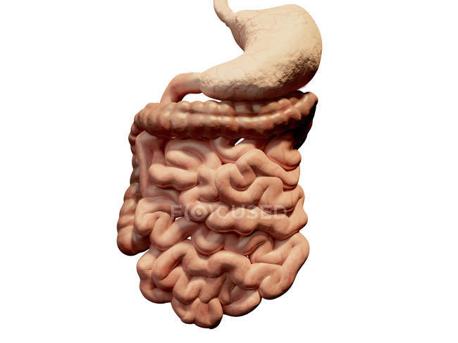 El sistema digestivo del adulto sano - foto de stock