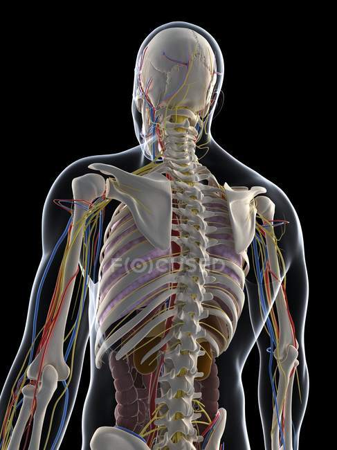 Чоловіча анатомія з тканинами і системами — стокове фото